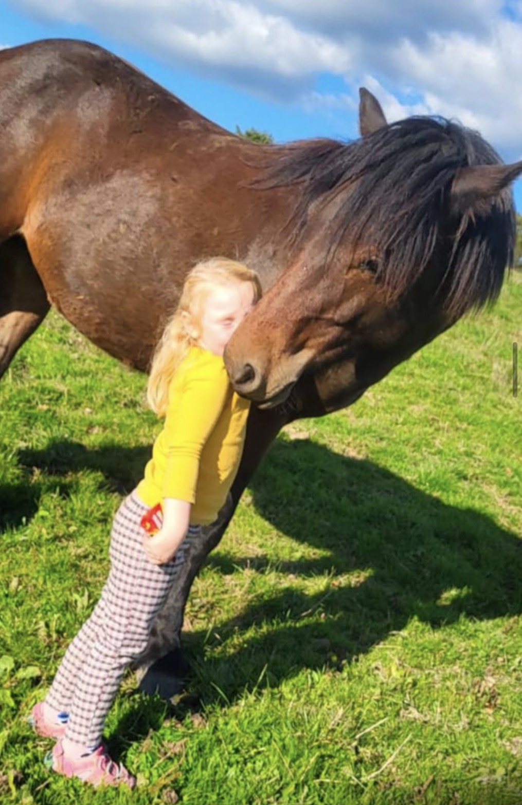 ✨ Registered Highland Pony Gelding – 2 Years Old ✨ - Image 3