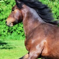 ✨ Registered Highland Pony Gelding – 2 Years Old ✨