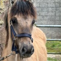 Sold - TORMAUKIN TULLIBARDINE