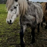 Sold - Lagalgarve Glen Lussa