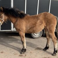 Moss-side Iona Sunset