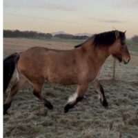 Sold - Quercus of Mendick