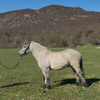 Glenshero Highland Laddie  - Dougal