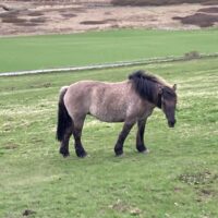 Lochmore Eilidh