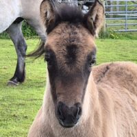 Watermillock Warrior - colt foal