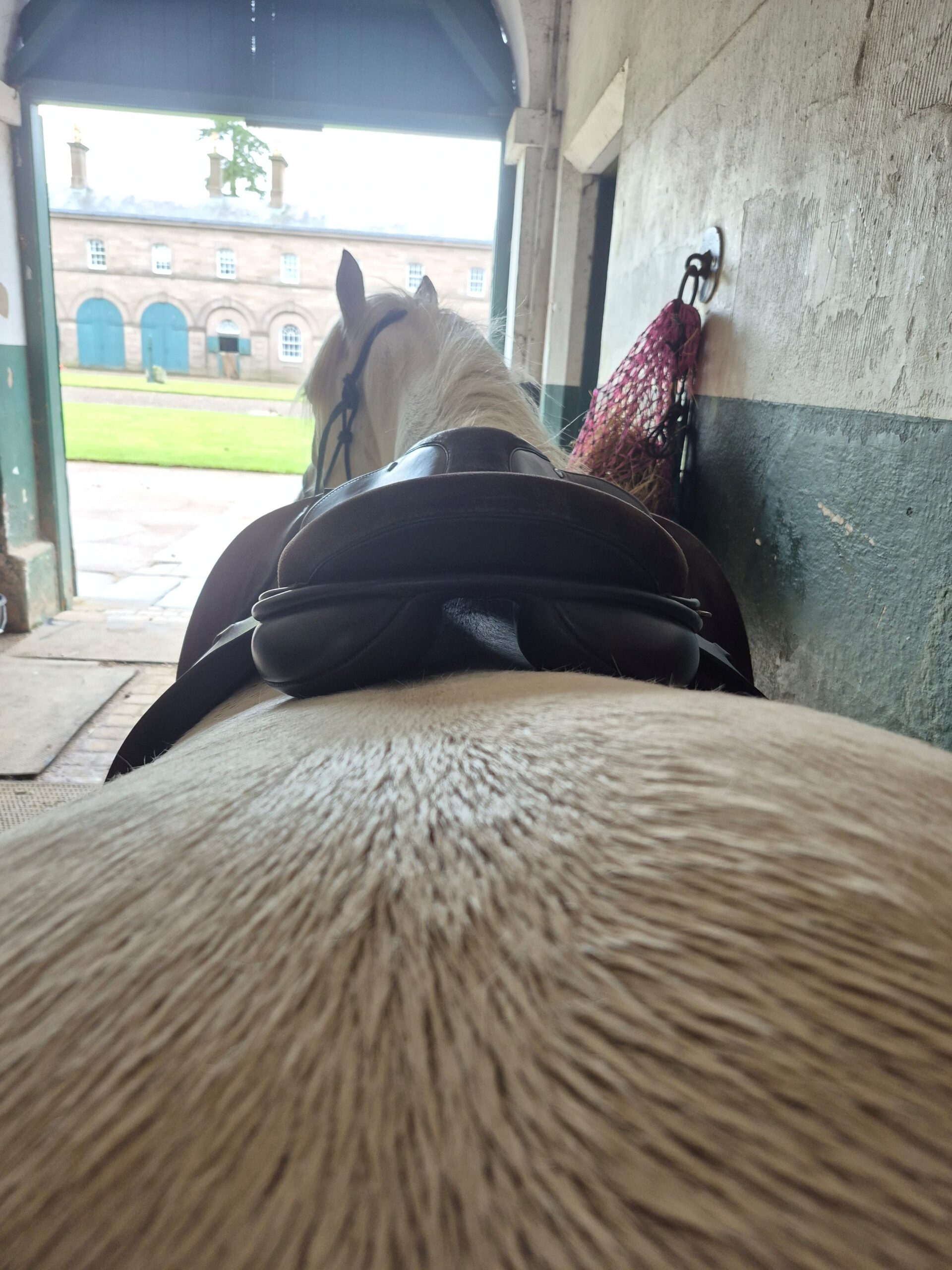 Highland Pony GP Saddle - Image 3