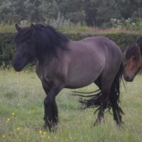 Glen Bruar Tia Maria