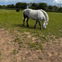 SOLD - Ronay An Caladh