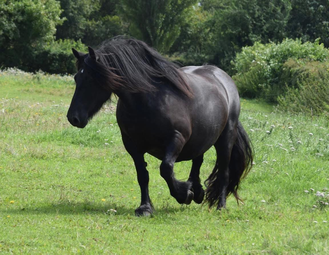 10yr old highland pony mare - Image 2