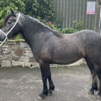 MOSS-SIDE HIRTA
