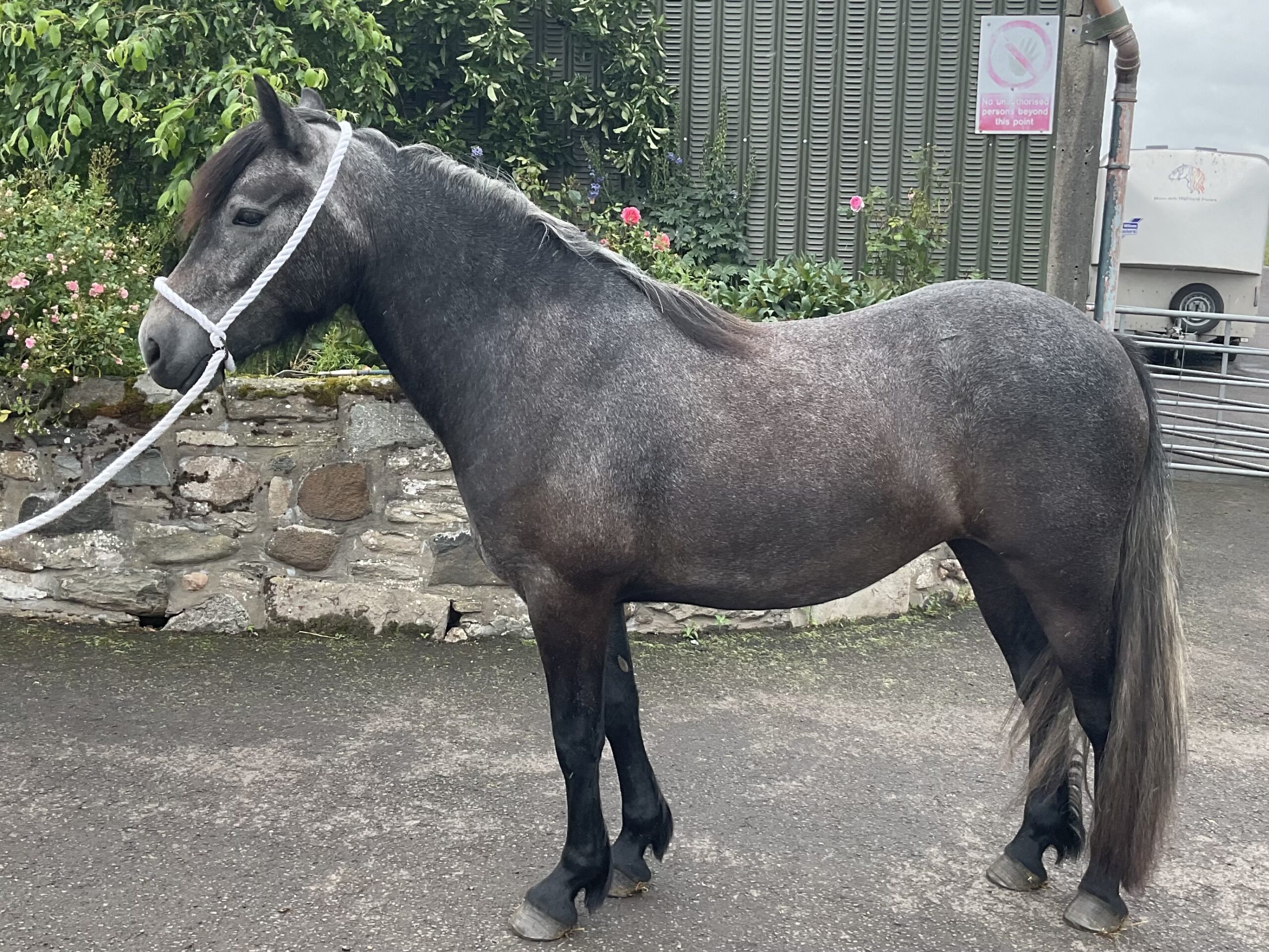 MOSS-SIDE HIRTA