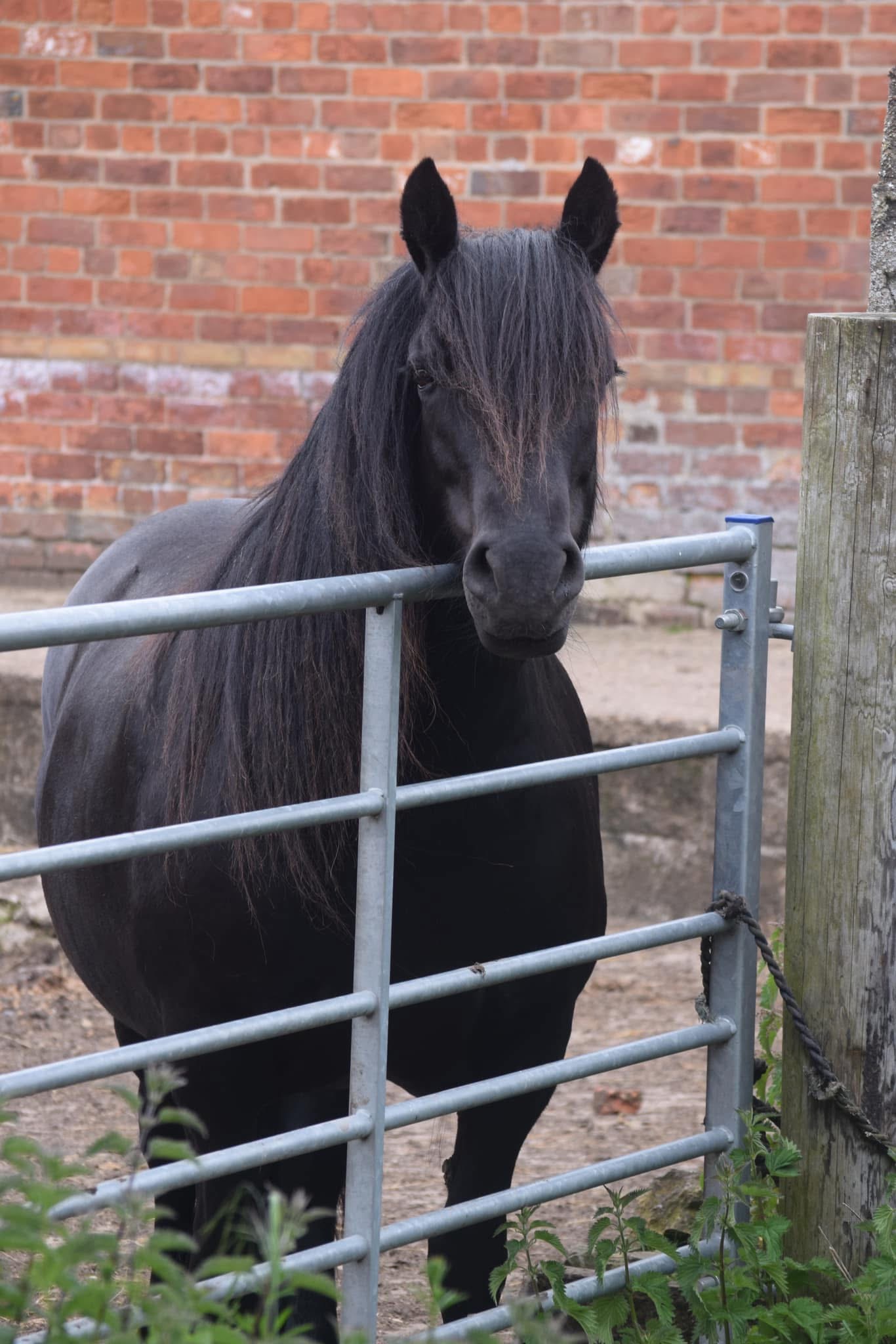 10yr old highland pony mare - Image 3