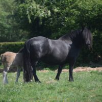 10yr old highland pony mare