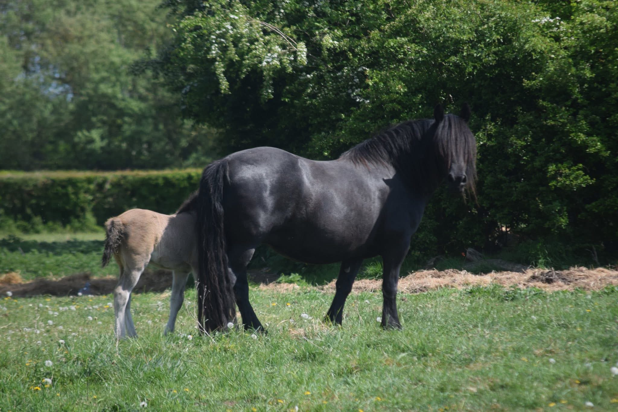 10yr old highland pony mare
