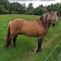 Grianach of Kilravock - For Loan