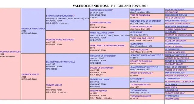 VALEROCK ENID ROSE - Image 2