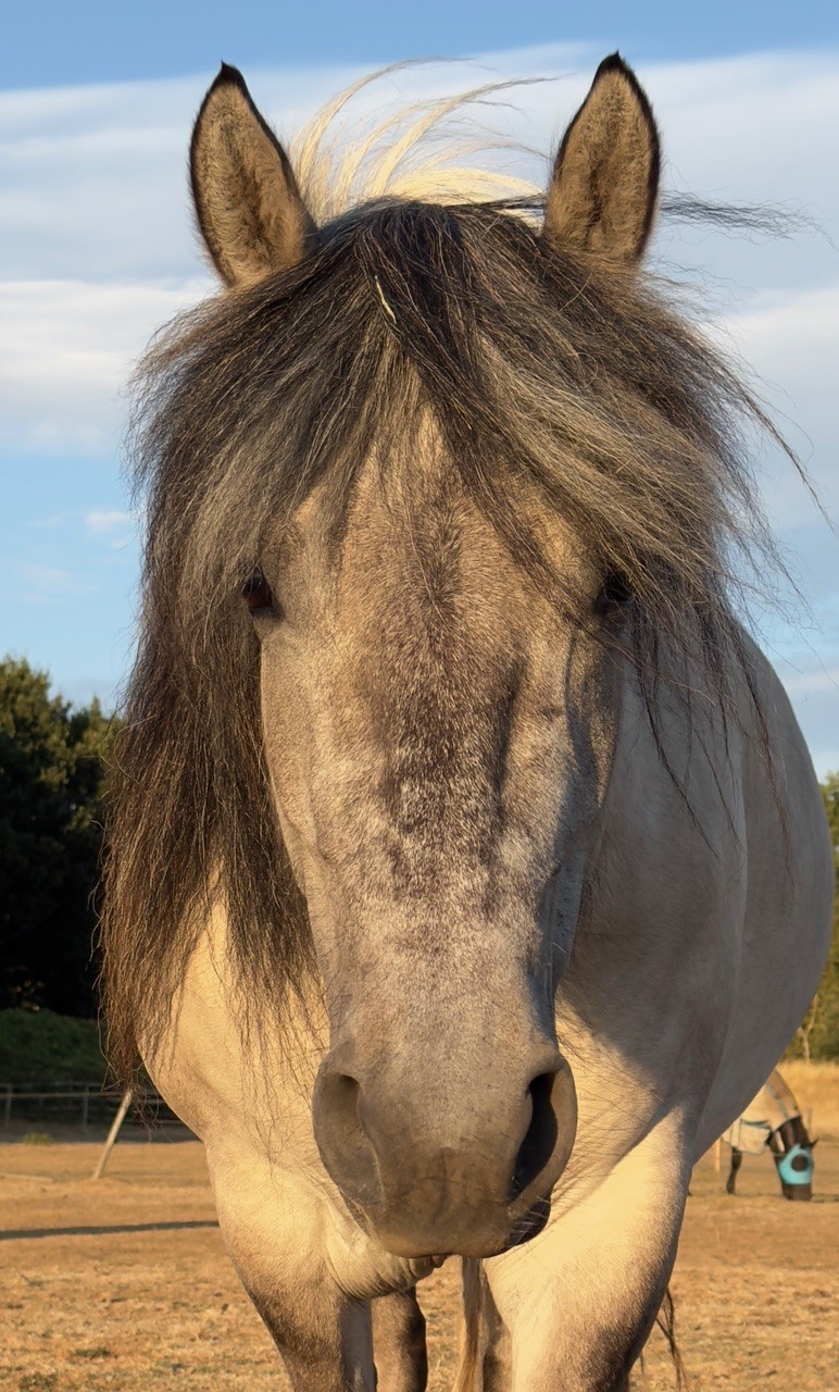 STUNNING CREAM DUN MARE - Image 6