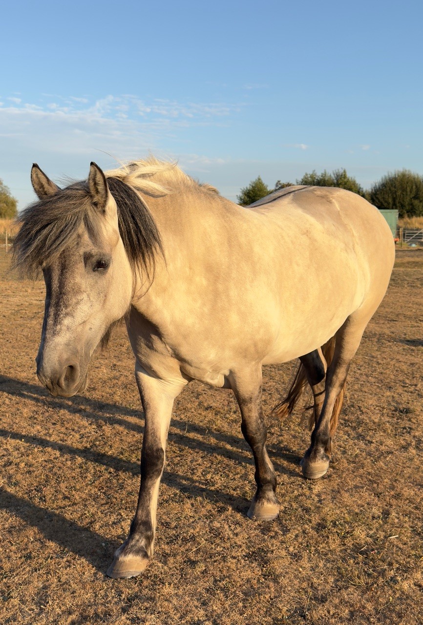 STUNNING CREAM DUN MARE - Image 5