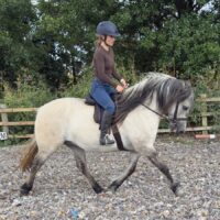 STUNNING CREAM DUN MARE