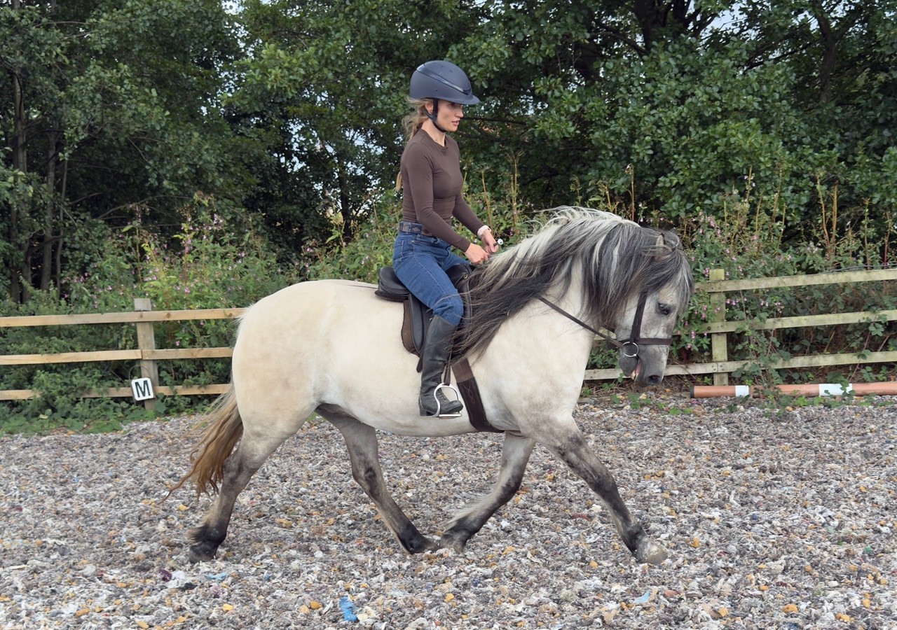 STUNNING CREAM DUN MARE