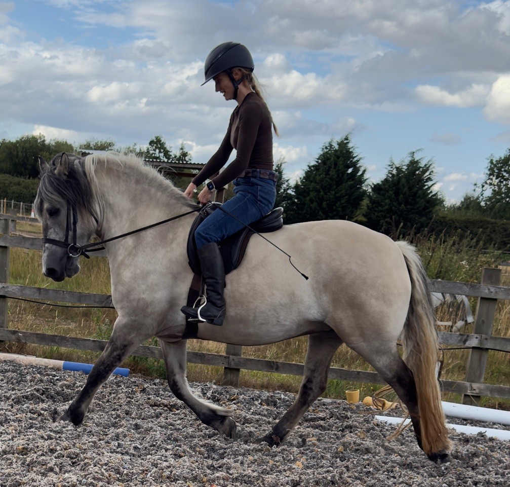 STUNNING CREAM DUN MARE - Image 3