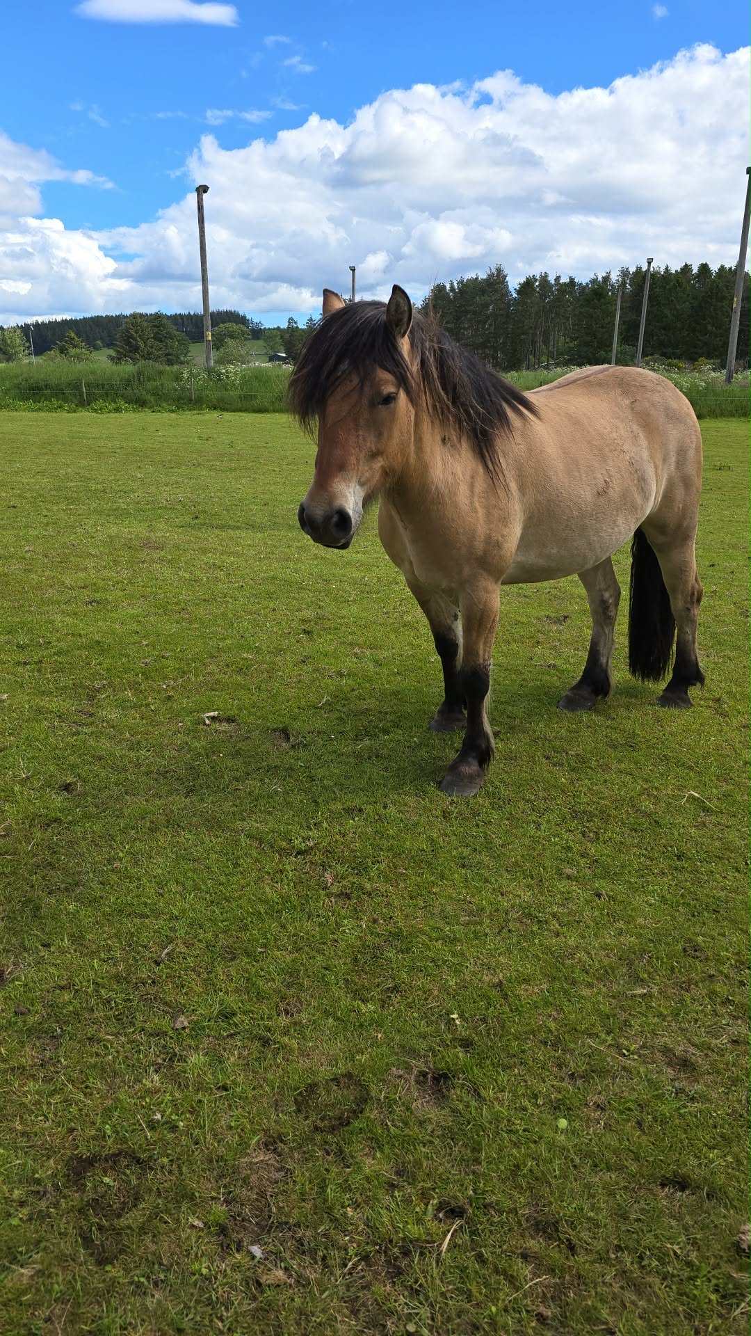 Argyll an Caladh aka Dougie - Image 2