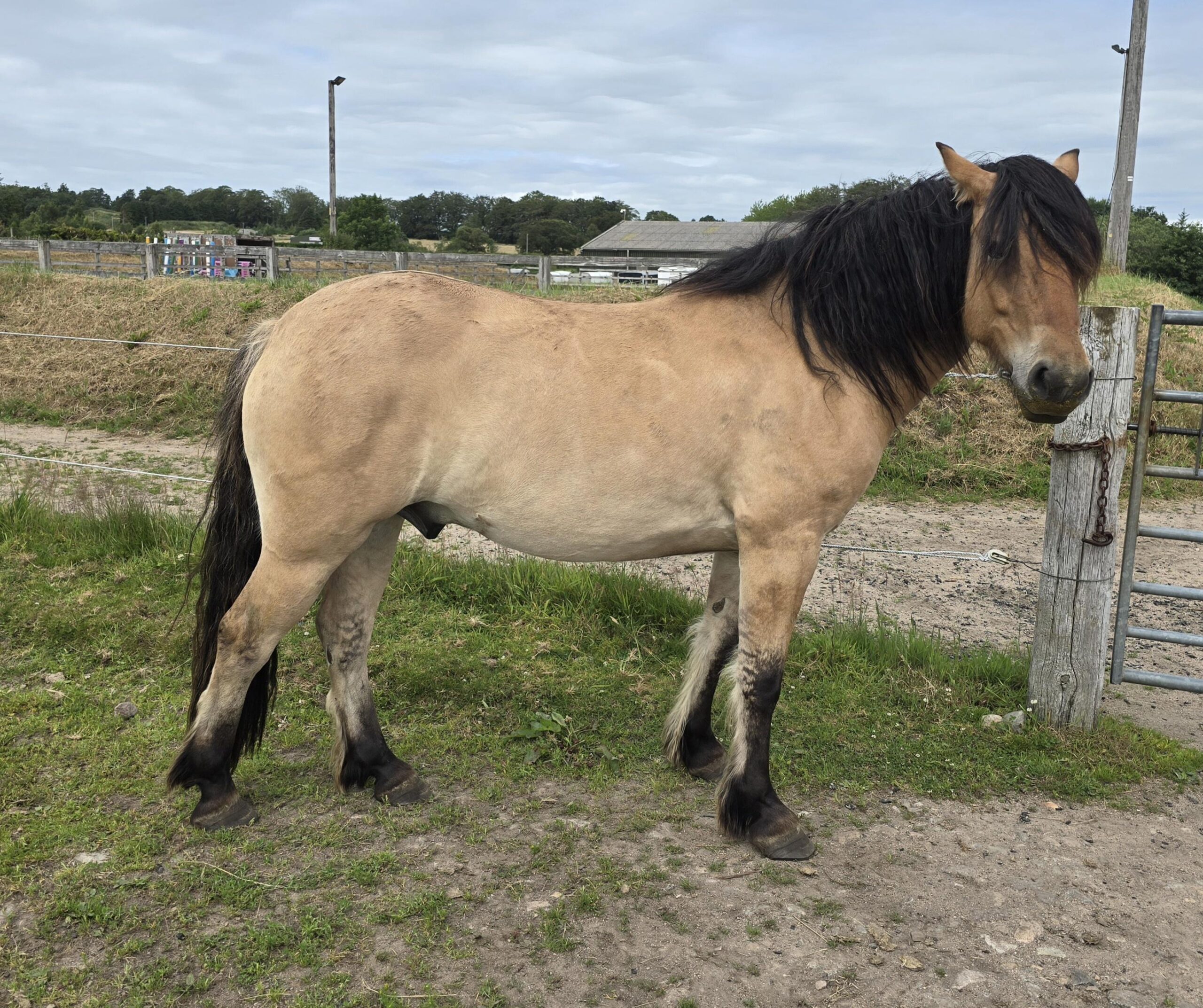 Argyll an Caladh aka Dougie - Image 3