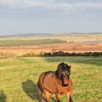 Colt for sale