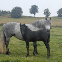 colt foal Yamal na Dailach