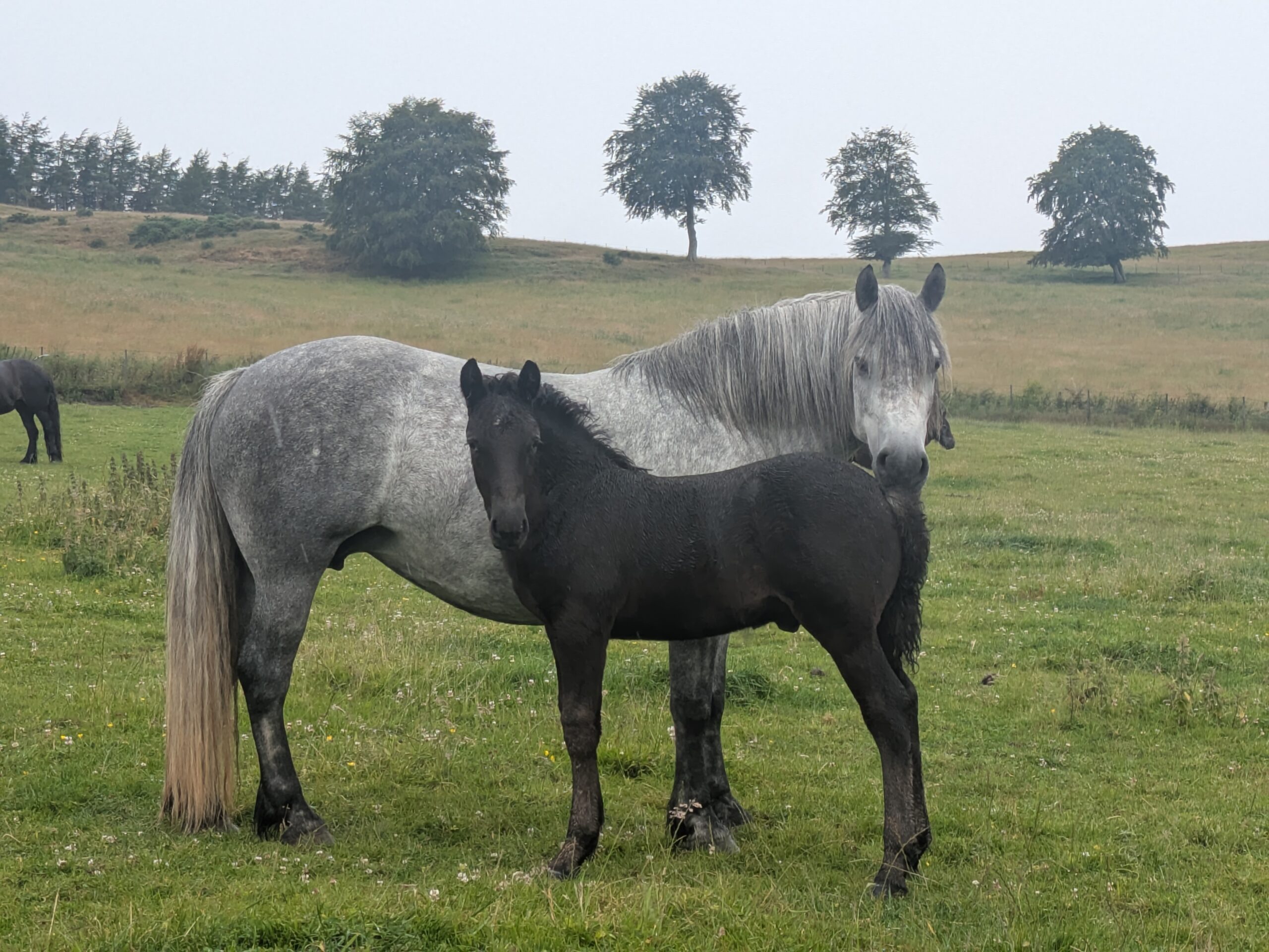 colt foal Yamal na Dailach