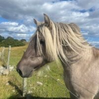 Kildruim Willie Mufftie