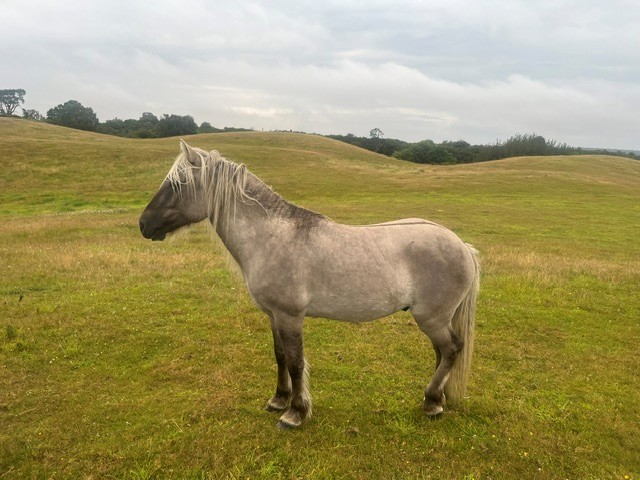 Kildruim Willie Mufftie - Image 3