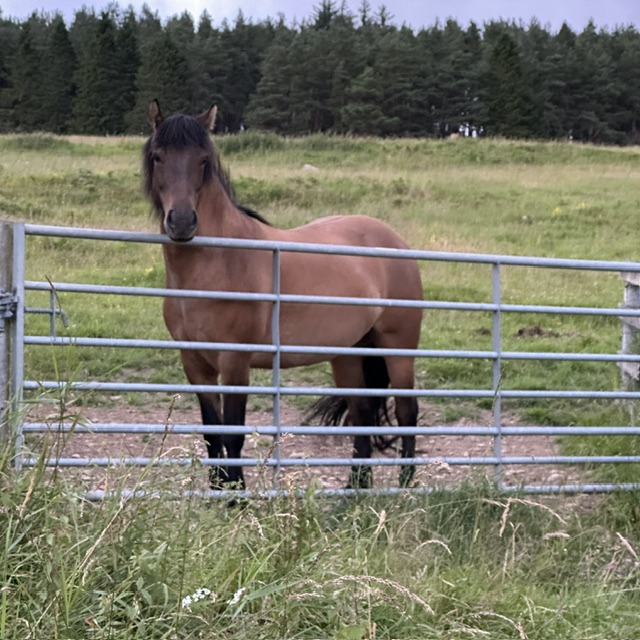 Yellow dun 5 year old mare - Image 2