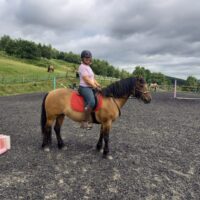 Yellow dun 5 year old mare
