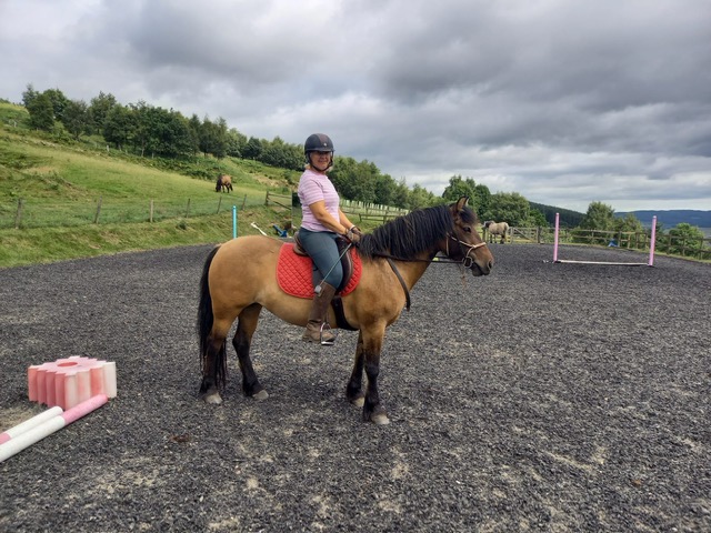 Yellow dun 5 year old mare