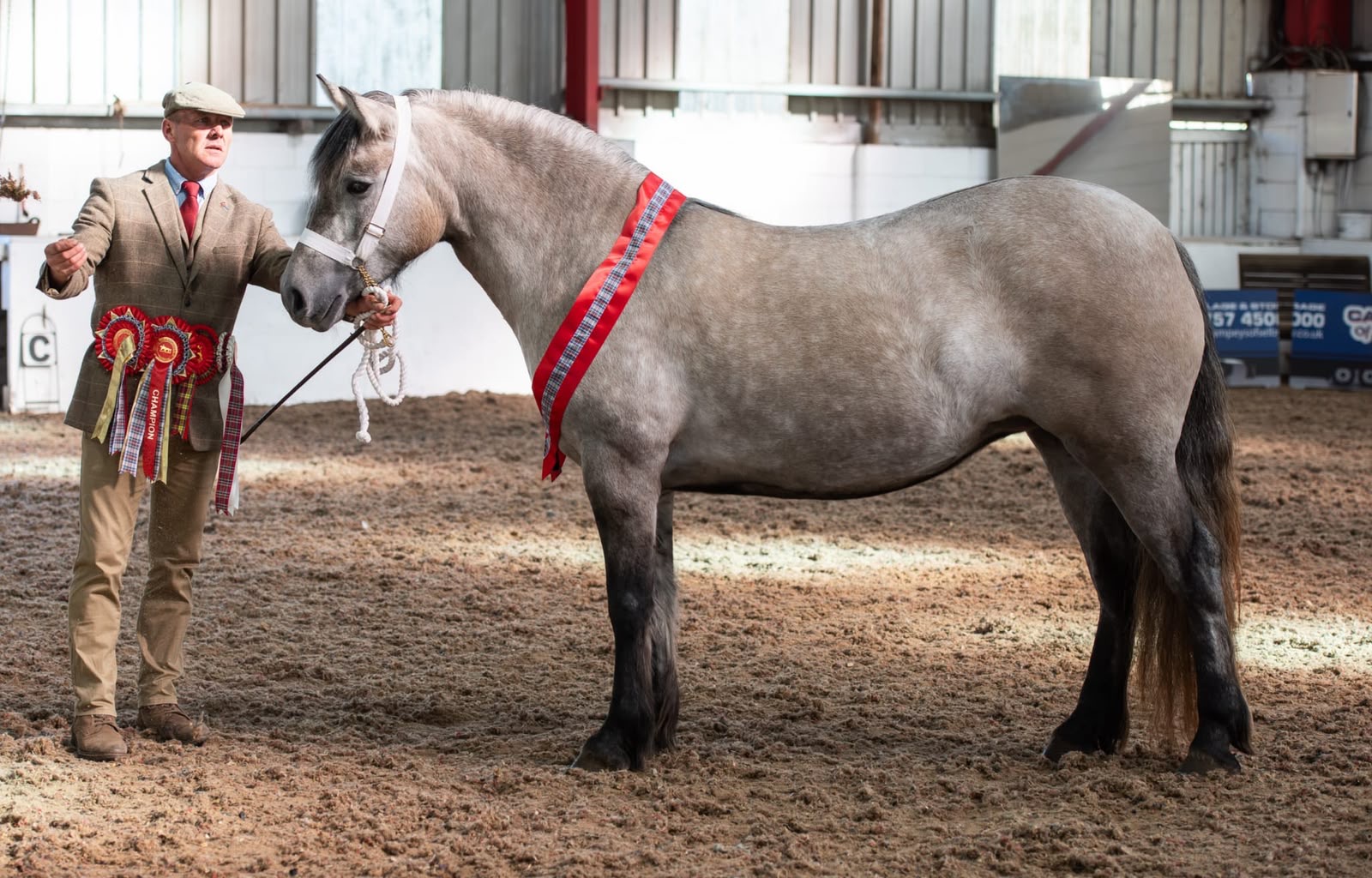 Beautiful 4 year old Highland Mare 14hh - Image 2