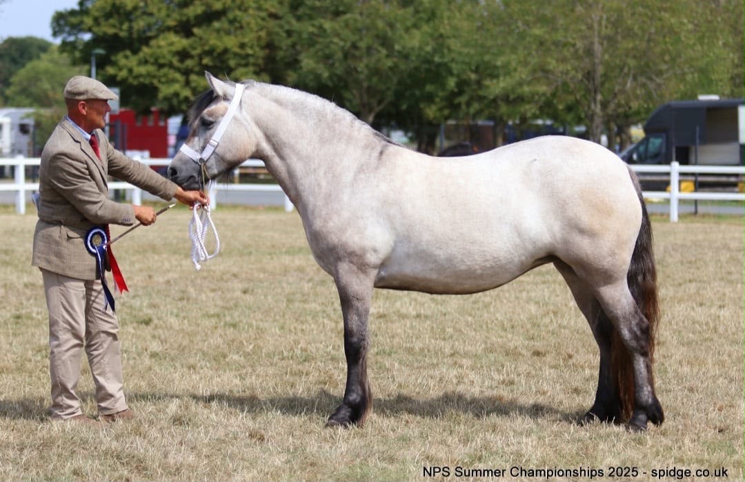 Beautiful 4 year old Highland Mare 14hh - Image 3