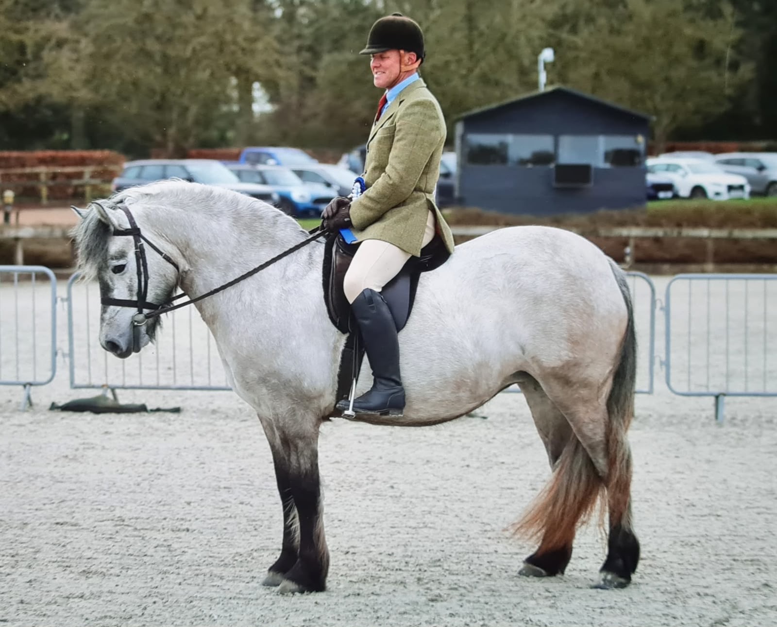 Beautiful 4 year old Highland Mare 14hh