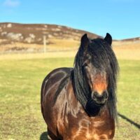 Duke of Rynuan