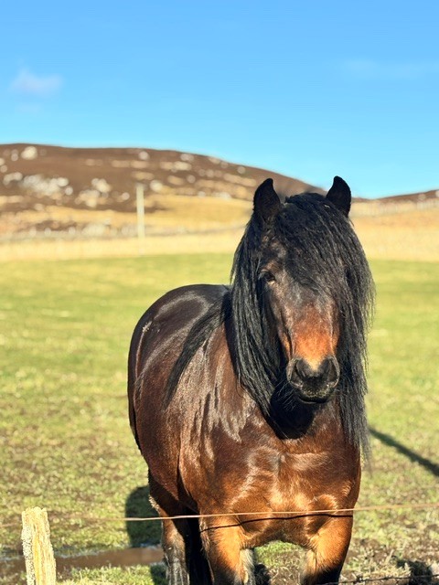 Duke of Rynuan