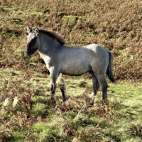 Erray Desert Orchid (colt foal - 2026)