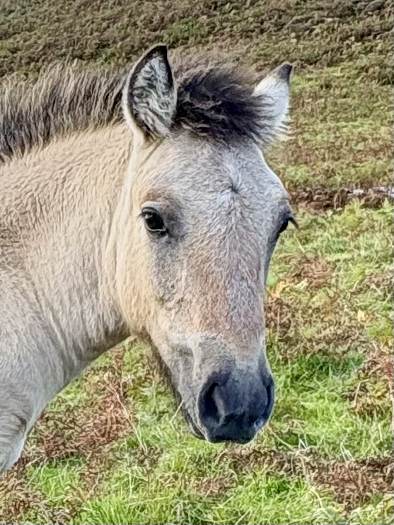 Erray Douglas Fir (colt foal - 2026) - Image 2