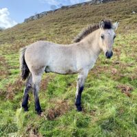Erray Douglas Fir (colt foal - 2026)