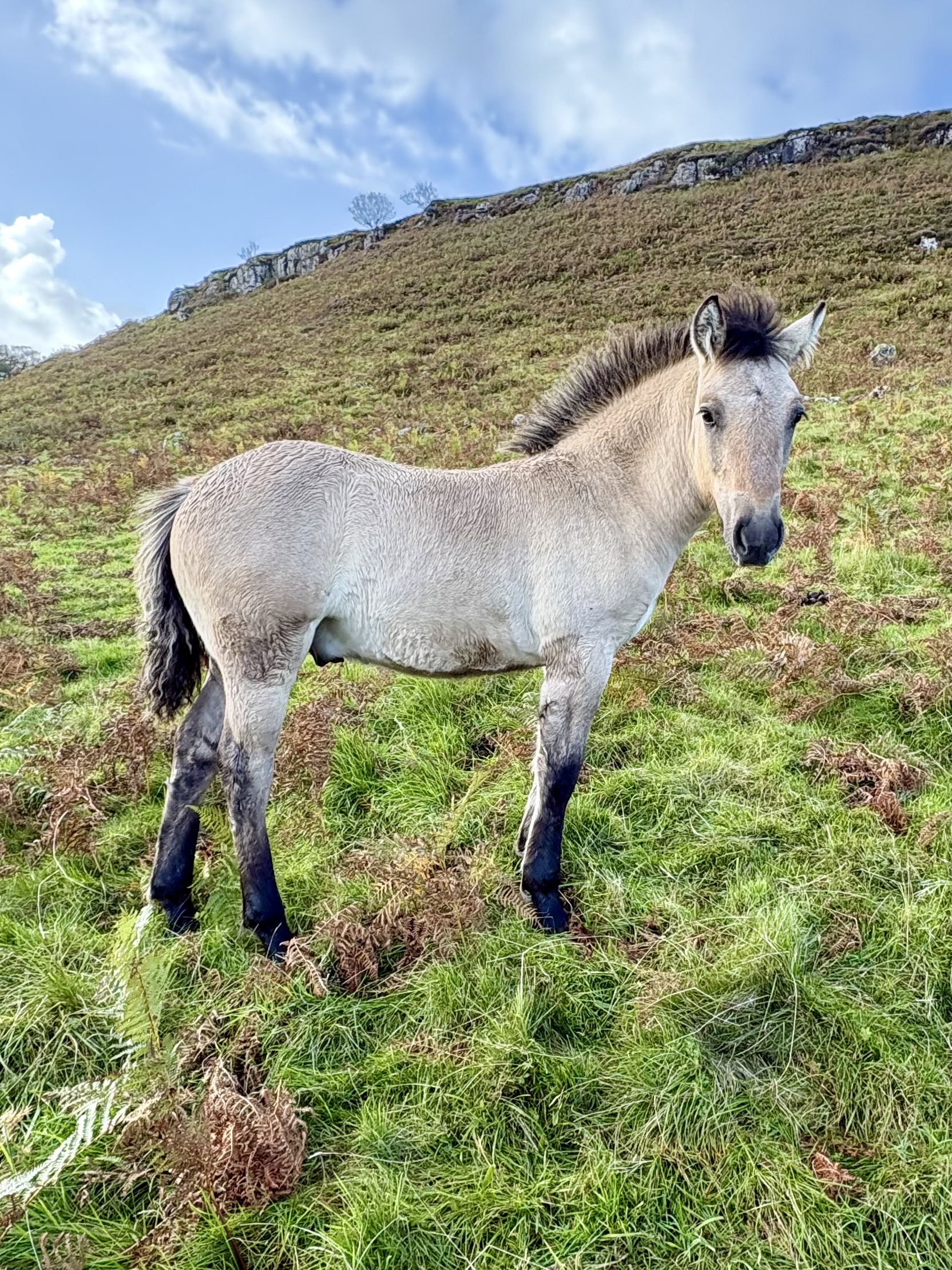 Erray Douglas Fir (colt foal - 2026)