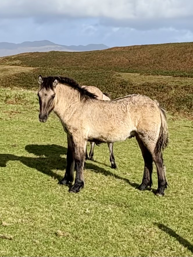 Erray Dandelion (colt foal - 2026) - Image 2