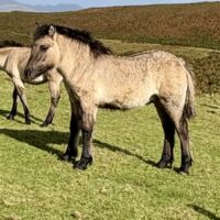 Erray Dandelion (colt foal - 2026)