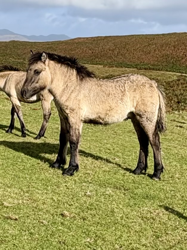 Erray Dandelion (colt foal - 2026)